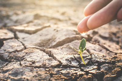 Cropped hand of woman watering plant