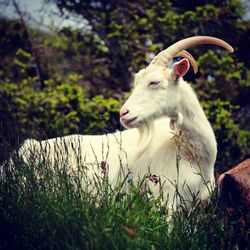 Close-up of sheep on field