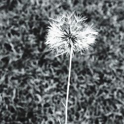 Close up of dandelion