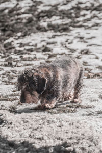View of an animal sleeping on land
