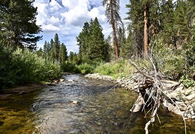 River flowing amidst trees in forest against sky