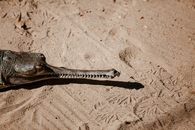 Close-up of indian alligator gaviar on sand