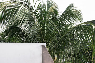 Close-up of palm leaf