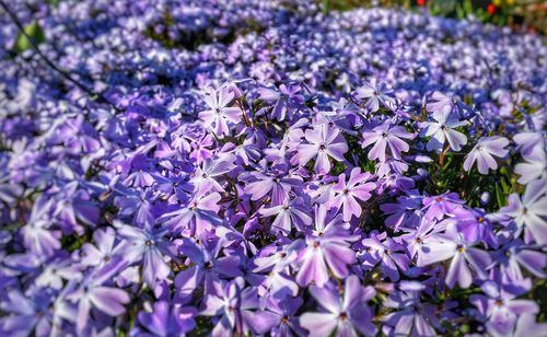 Close-up of purple flowers