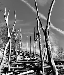 Close-up of bare trees on field against sky