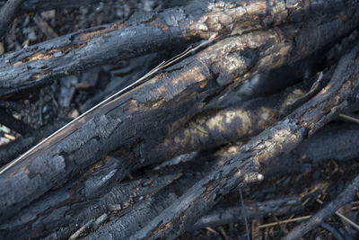 Full frame shot of tree trunk