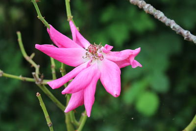 Close-up of insect on pink flower