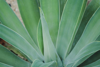 Close-up of palm tree