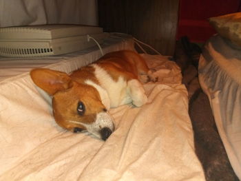 Full length of a dog resting on bed at home