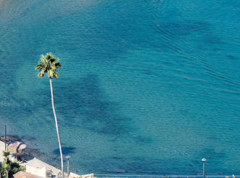 High angle view of palm tree by sea