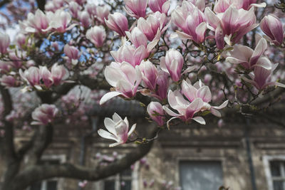 Close-up of pink cherry blossoms against building