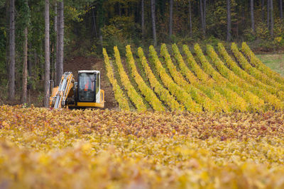 Scenic view of agricultural field. scenic view of vineyards in autumn. excavation machinery. 