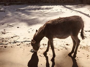 Young donkey on the beach