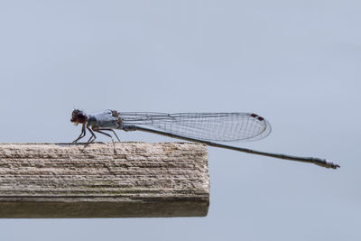 Blue damselfly