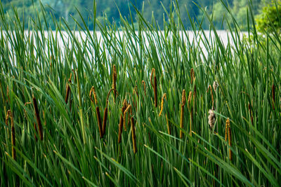 Close-up of wheat field