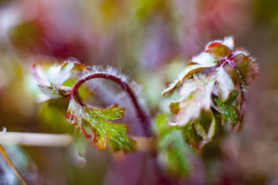 Close-up of plant