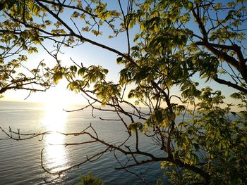 Tree by sea against sky