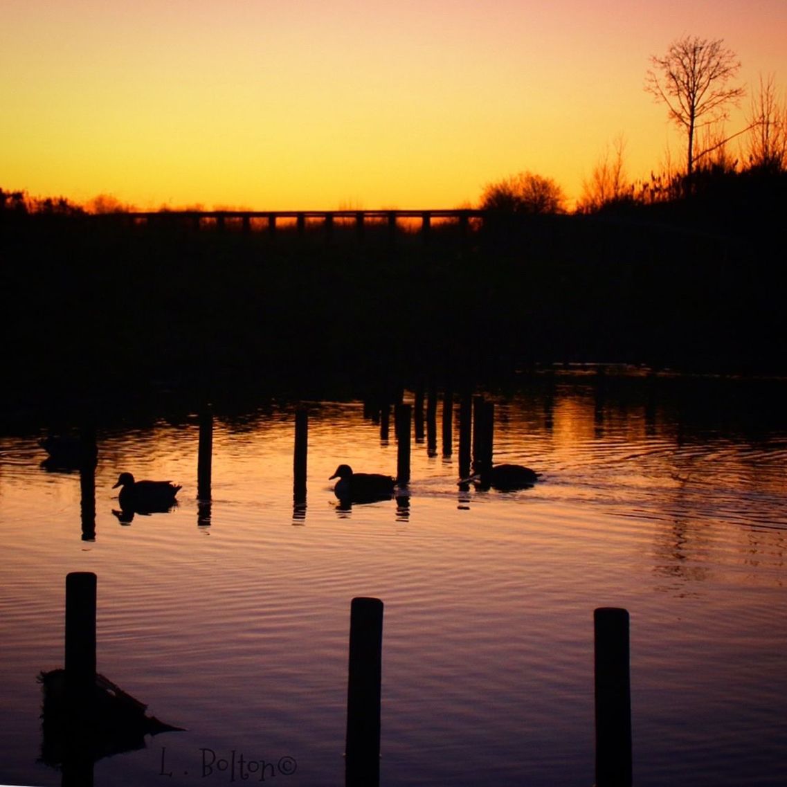 sunset, silhouette, water, nature, reflection, lake, beauty in nature, sky, tranquility, tree, outdoors, no people, scenics, day