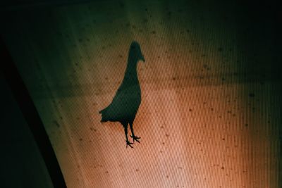 High angle view of bird on wall