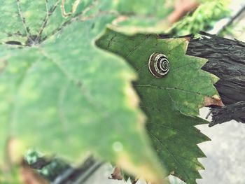 High angle view of leaves on plant