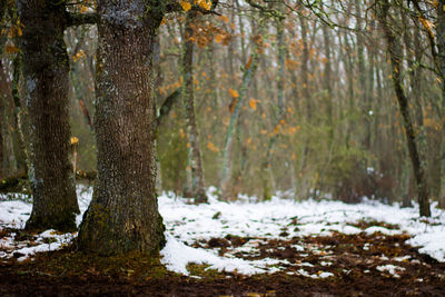 Trees in forest during winter