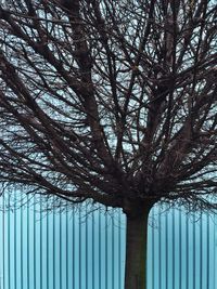 Low angle view of bare trees