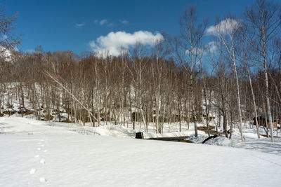 Bare trees on snow covered land against sky