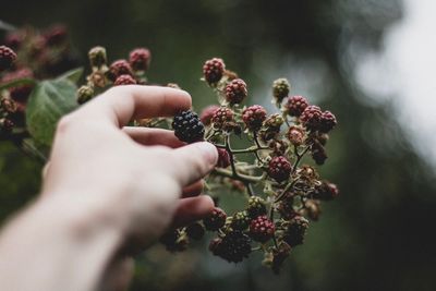 Close-up of hand holding fruit