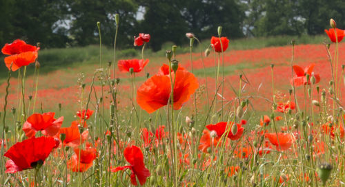 Close-up of red poppy flowers in field