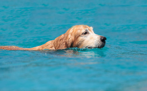 Close-up of golden retriever in water