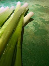 High angle view of leaf in water