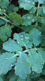 Full frame shot of wet leaves