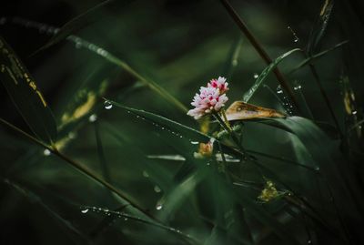 Close-up of wet plant with rain drops