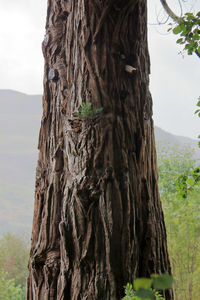 Close-up of tree trunk