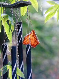 Close-up of autumn leaf hanging on tree