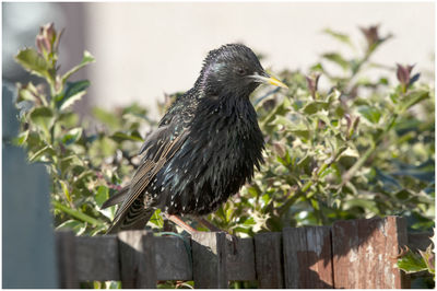 Close-up of bird perching on wood