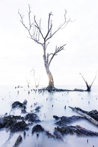 Bare tree by sea against sky