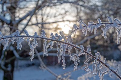 Close-up of frozen bare tree