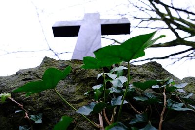 Close-up of plant against building