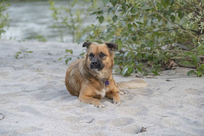 Portrait of dog sitting on land