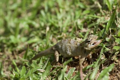 Close-up of a lizard on field