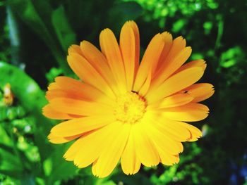 Close-up of yellow flower blooming outdoors