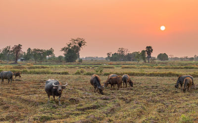 Horses grazing on field against sky during sunset