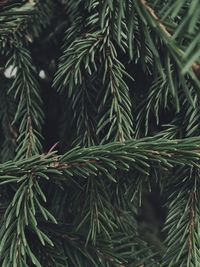 Close-up of pine tree