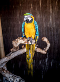 Close-up of parrot perching on branch