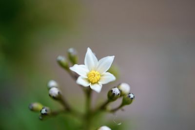 Close-up of white flowering plant