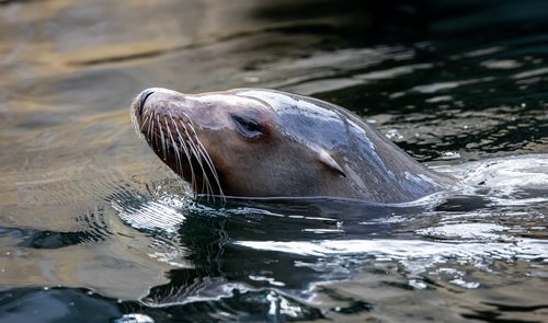 Sea lion  in a water