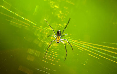 Close-up of spider on web