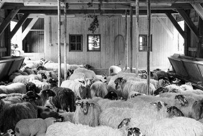 Flock of sheep in stable