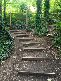 Plants growing in forest